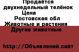 Продаётся двухнедельный телёнок › Цена ­ 14 000 - Ростовская обл. Животные и растения » Другие животные   